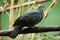 Metallic pigeon (Columba vitiensis griseogularis).