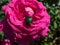 Metallic rose chafer or the green rose chafer (Cetonia aurata) crawling on a pink rose bloom