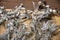 Metallic silver painted branches of spruce tree and mistletoe twigs on brown background. Shiny silver textures look like frozen