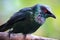 Metallic Starling - Bird on a Tree Branch