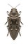 Metallic wood borer Chalcophora mariana