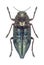 Metallic wood borer Dicerca aenea