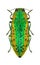 Metallic wood borer Lamprodila mirifica mirifica