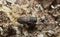 Metallic wood-boring beetle, Anthaxia quadripunctata on coniferous bark