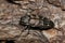 Metallic Wood-Boring Beetle (Buprestis consularis) on plant bark in Houston, TX.