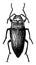 Metallic Wood Boring Beetle, vintage illustration