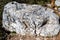 Metamorphic gneiss rock in the Grand Teton Range, Wyoming