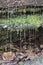 Metamorphic gray rock with trickling water and moss close-up II