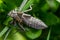 Metamorphosis of Gomphus flavipes, River Clubtail dragonfly