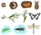 Metamorphosis of insects