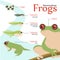 Metamorphosis Life cycle of a frog Vector illustration