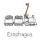 metaphor function of Esophagus to carry food, liquids, and saliva from the mouth to the stomach vector illustration sketch hand d