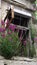 A metaphor for hope and a new beginning. Flowers grow from windows without glass on a dilapidated building. Abandoned house.