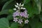 Metaplexis japonica flowers. Apocynaceae pernnial vine.