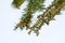 Metasequoia ( Dawn redwood ) male inflorescences.