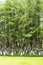 Metasequoia forest