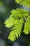 Metasequoia glyptostroboides