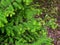 Metasequoia glyptostroboides, the dawn redwood, closeup leaves