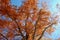 Metasequoia glyptostroboides, the dawn redwood with red autumn c