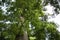 Metasequoia glyptostroboides tree