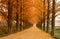 Metasequoia lined Road in winter season in Damyang, South Korea