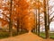 Metasequoia lined Road in winter season in Damyang, South Korea