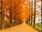 Metasequoia lined Road in winter season in Damyang, South Korea