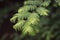 Metasequoia tree branch with leaves