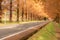 Metasequoia Tree-lined Road