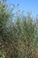 Metelnik rushes, twigs prominent, Spanish broom (Spartium junceum)