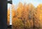 Meteorology, forecasting and autumn weather season concept - thermometer and yellow trees forest over glass window