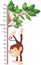 Meter to measure growth with a monkey