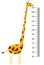 Meter wall or baby scale of growth with Giraffe. Kids height chart. scale from 40 to 150 centimeter.