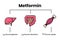 Metformin mechanism of action. Vector illustration of the metformin target organs