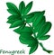 Methi, fenugreek leaves vector illustration on white background. isolated image