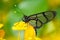 Methona confusa, Giant glasswing butterfly, insect on flower bloom in the nature habitat. Butterfly in Ecuador. Wildlife nature.