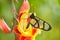 Methona confusa, Giant glasswing, butterfly sitting on the green leave in the nature habitat, Ecuador. Transparent glass butterfly