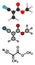 Methyl cyanoacrylate molecule, the main component of cyanoacrylate glues (instant glue