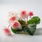 Meticulous Photorealistic Still Life: Beautiful Pink Begonia Flowers On White Table