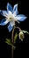 Meticulous Photorealistic Still Life: Blue And White Flower On Black Background