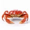 Meticulous Photorealistic Still Life: Orange Crab Isolated On White