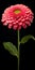 Meticulous Photorealistic Zinnia: Hyper Realistic Flower Art