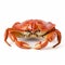 Meticulously Crafted Photorealistic Red Crab Isolated On White Background