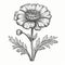 Meticulously Detailed Black And White Poppy Flower Drawing With Baroque Classicism Style