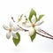 Meticulously Detailed Dogwood Flower On White Background