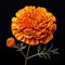 Meticulously Detailed Orange Flower Still Life In Hyperrealistic Style