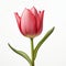 Meticulously Detailed Pink Tulip Still Life On Transparent Background