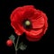 Meticulously Detailed Red Poppy Illustration On Black Background