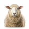 Meticulously Detailed Sheep Close-up On White Background - 8k Ultra-clear