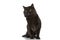 Metis cat with black fur is looking away, intrigued